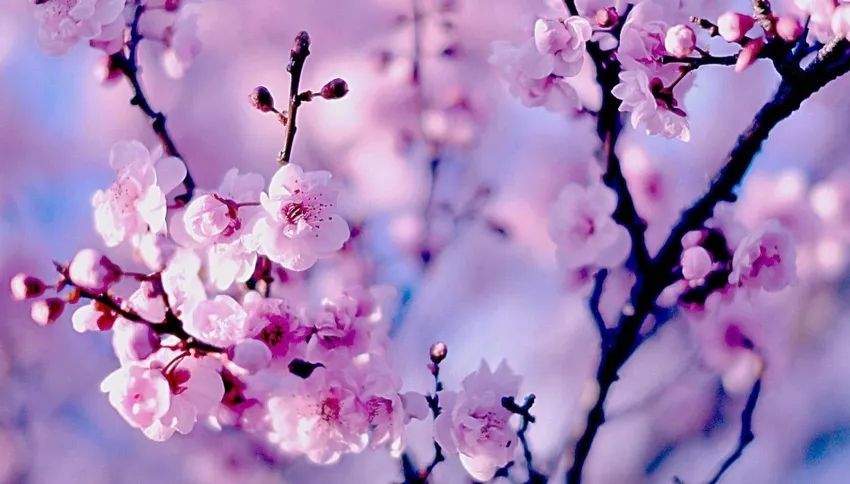 promociones CONTPAQi promociones CONTPAQi